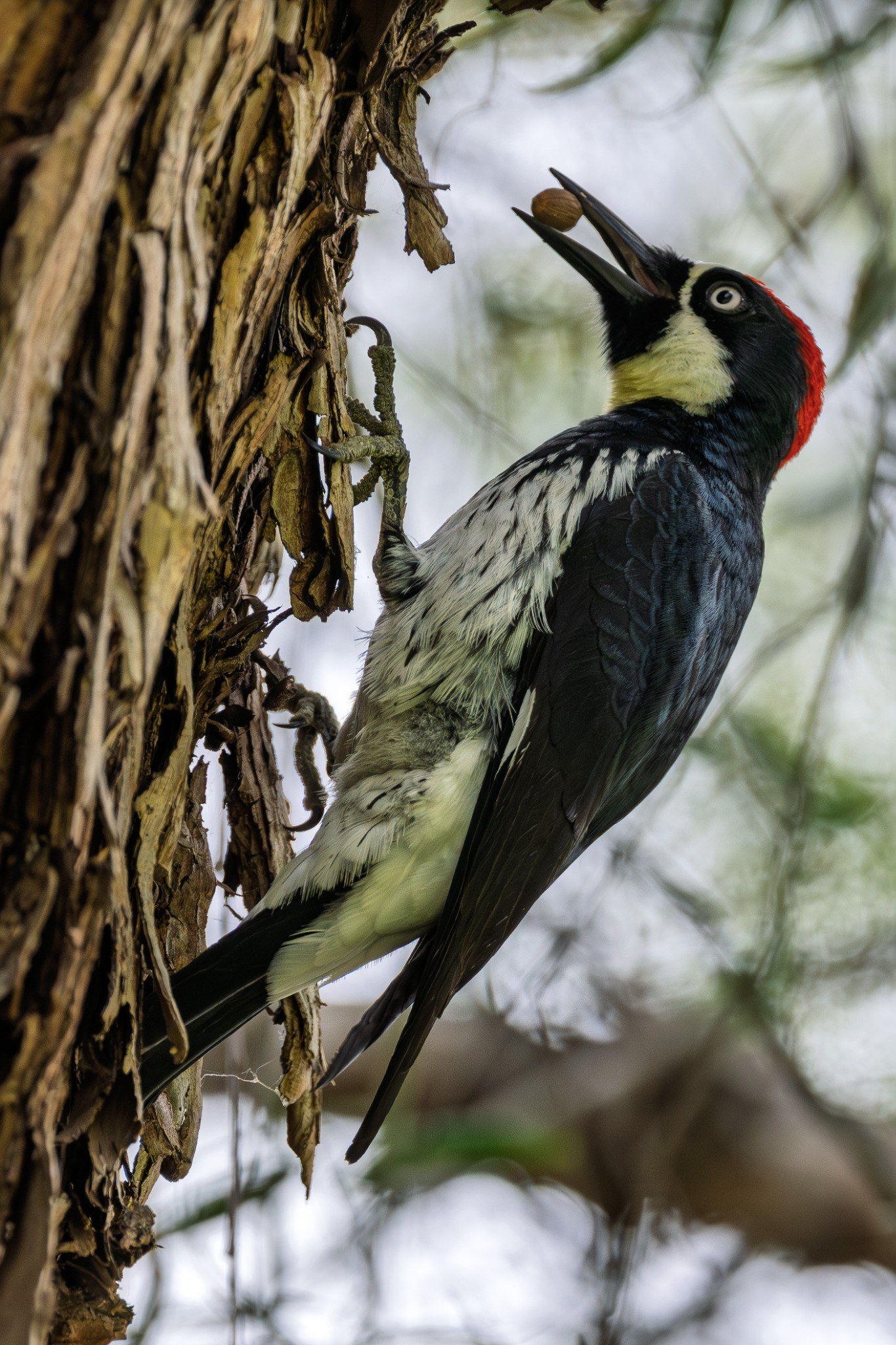 Acorn woodpecker holding an acorn