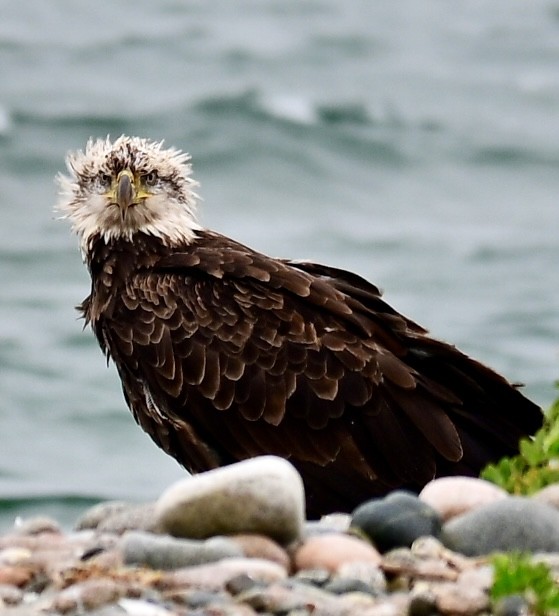 Bald eagle standing on a rocky shoreline