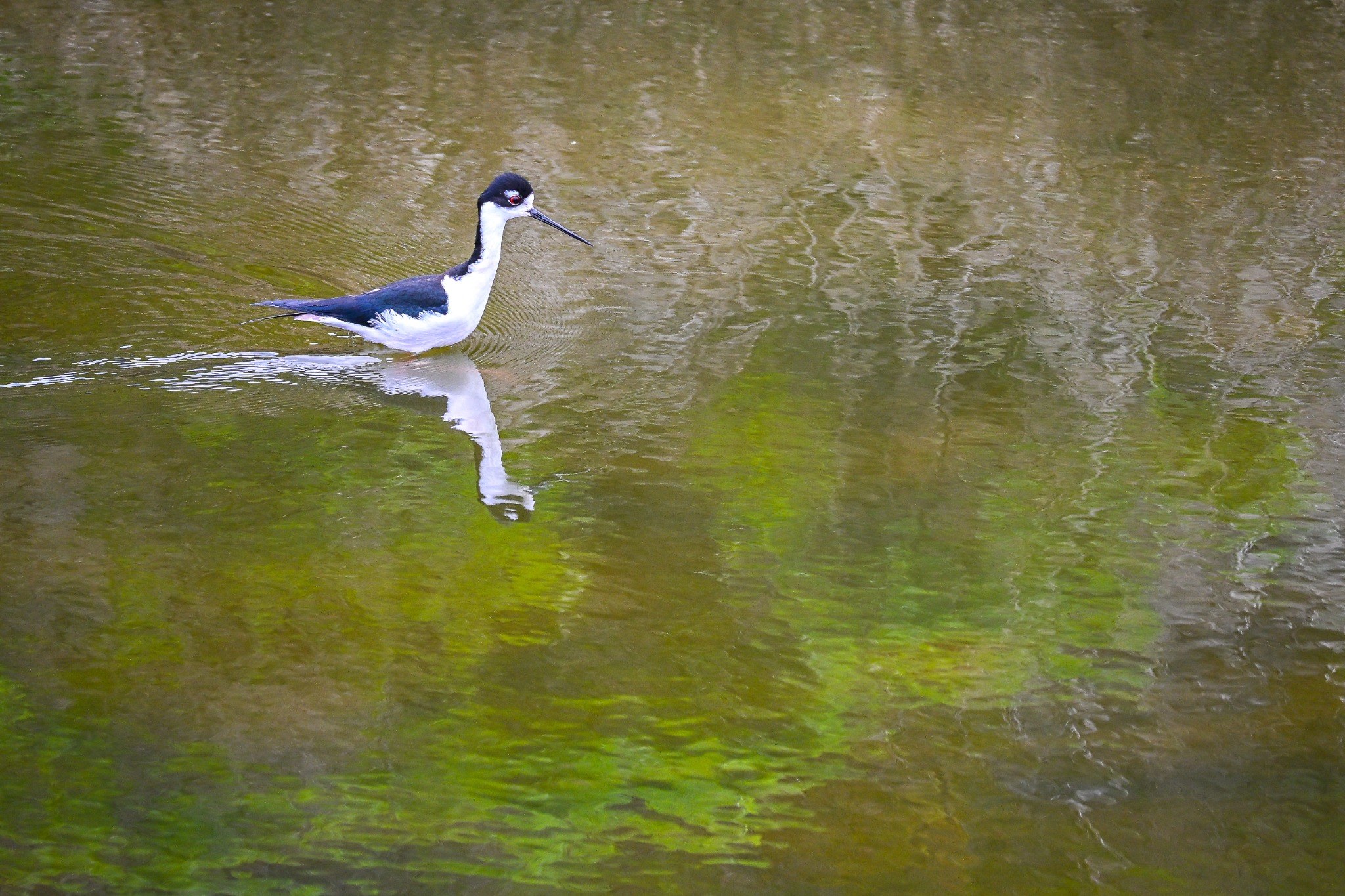 Black-necked stilt in reflective water