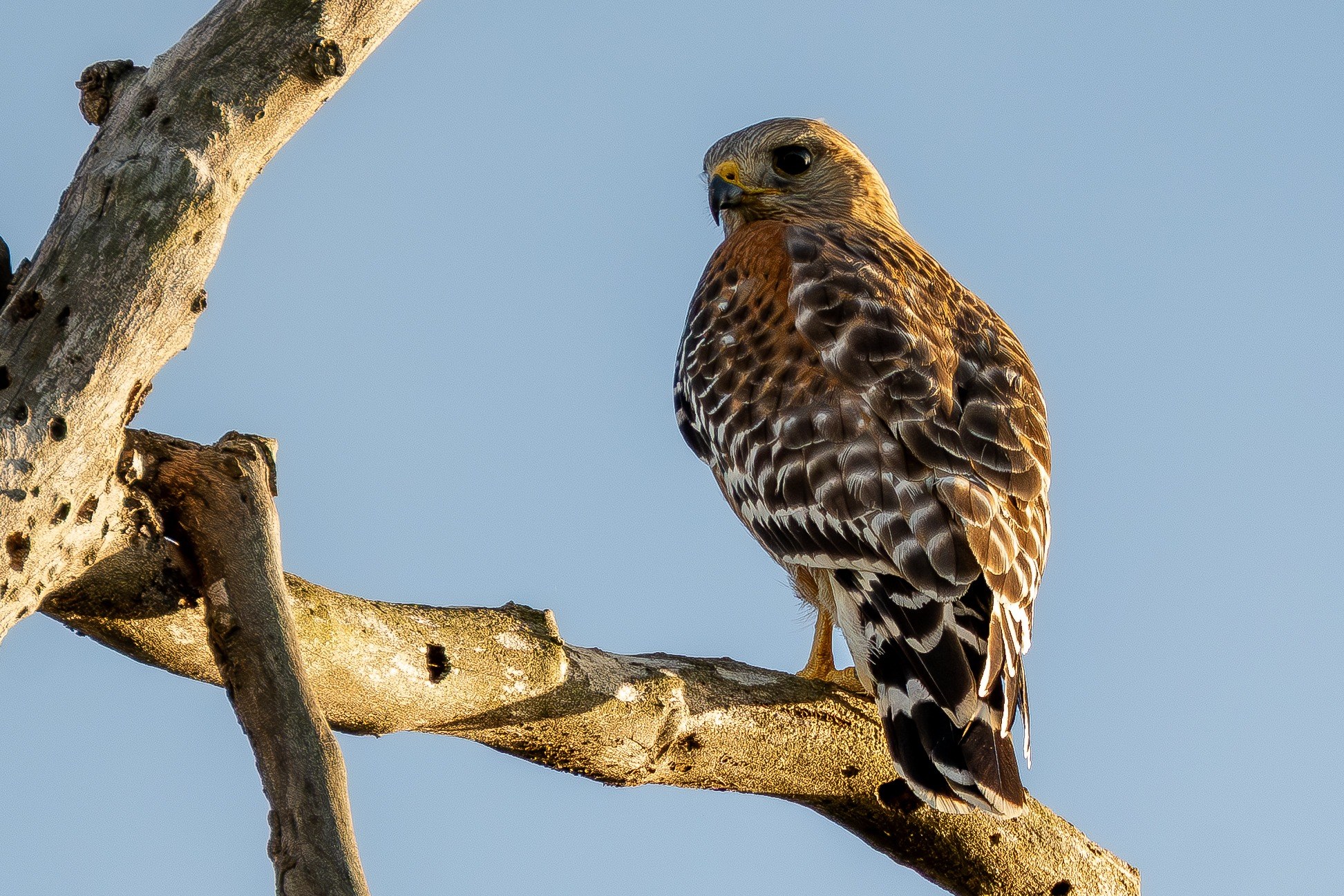 Hawk perched on a sunlit branch