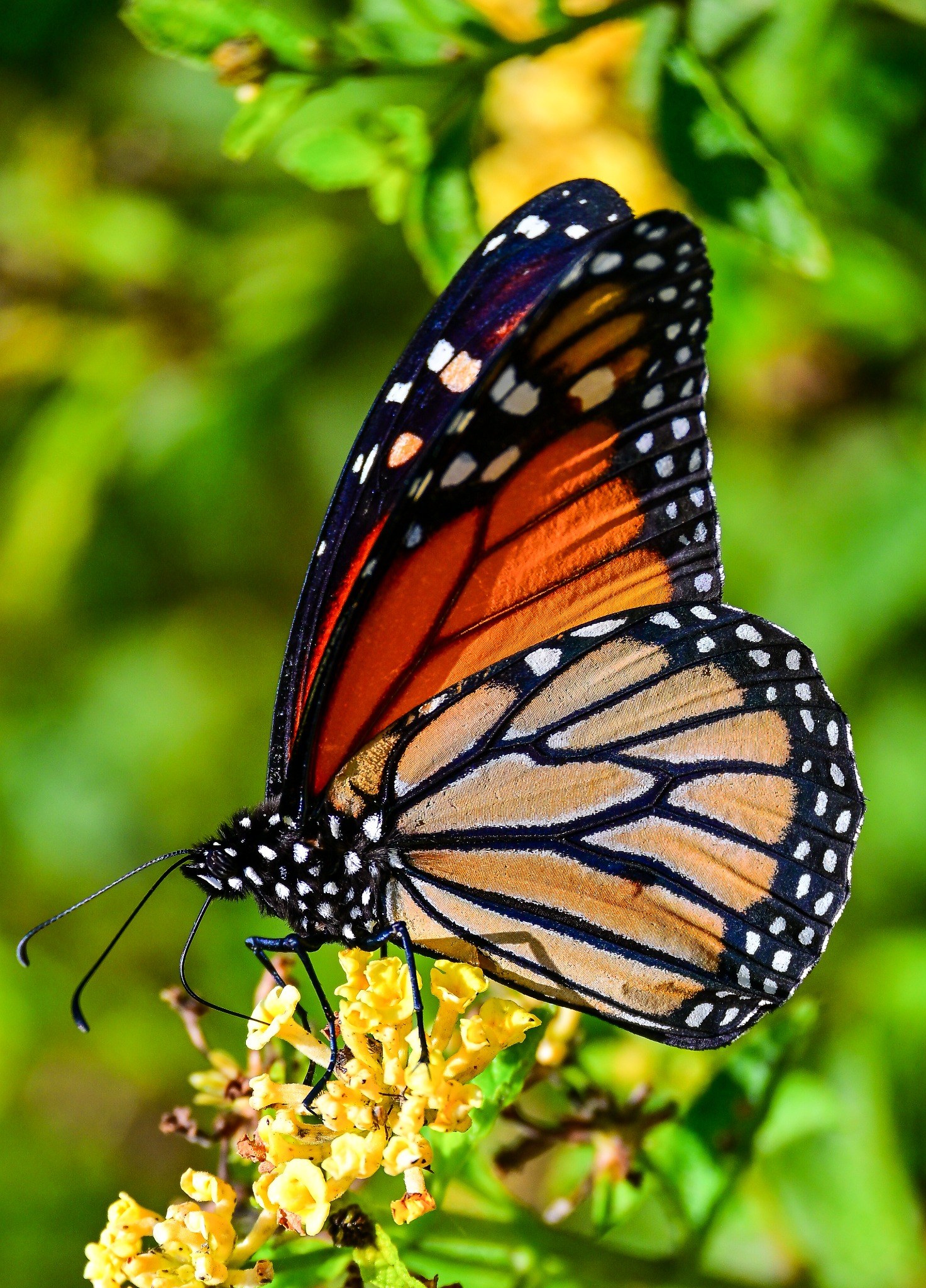 Close-up of a monarch butterfly on yellow flowers