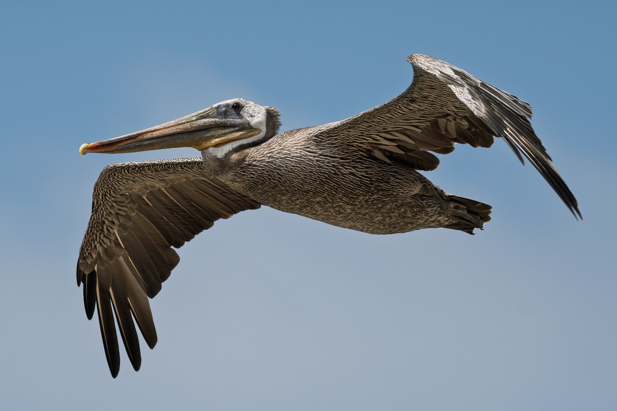 Brown pelican flying against a blue sky